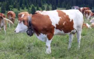 Болезни суставов у взрослых коров и телят: причины, симптомы, лечение, профилактика