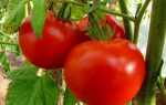 Органическая подкормка томатов