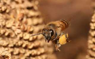 Пчелиная пыльца: полезные свойства, противопоказания, как принимать