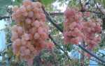 Виноград Тайфи: описание, где растет белый и розовый сорт