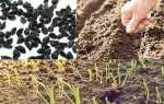 Выращивание из чернушки лука-севка и лука-репки рассадным и безрассадным способом